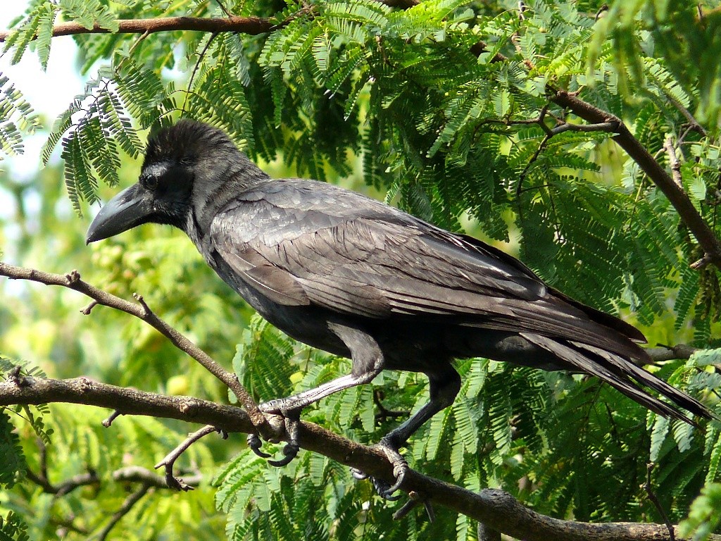 Corbeau à gros bec - ML616767923