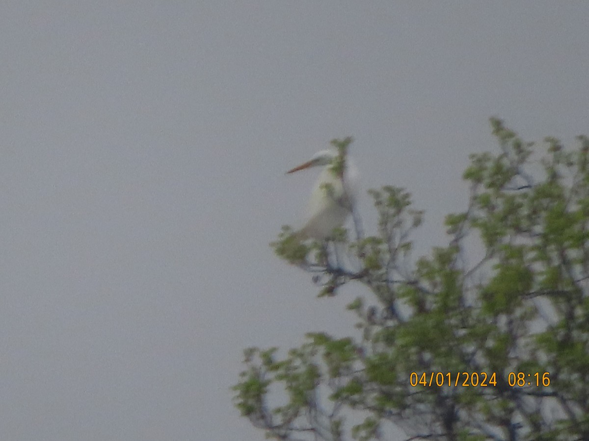 Great Egret - ML616768009