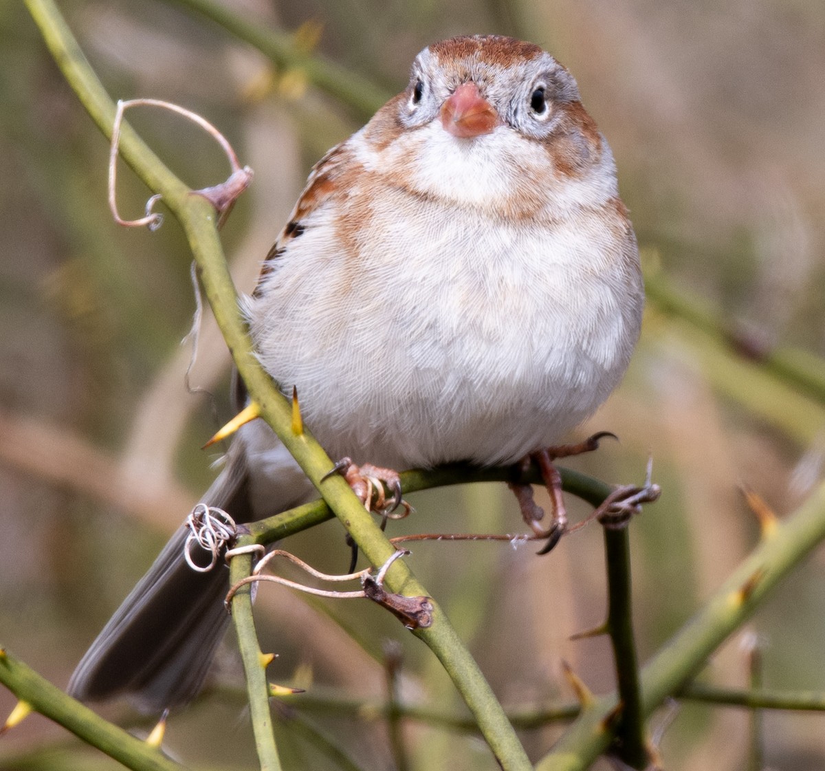 Field Sparrow - ML616768031