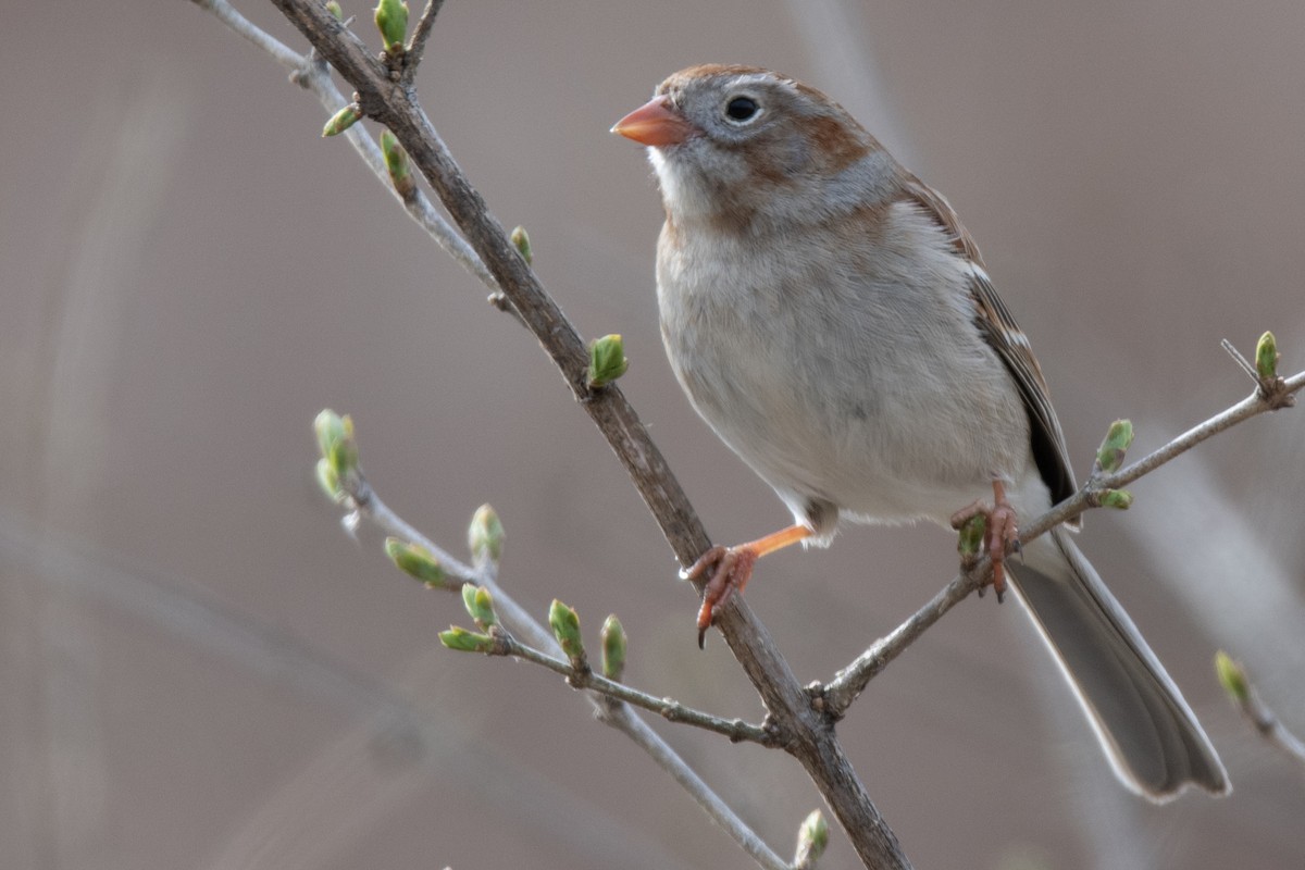 Field Sparrow - ML616768032