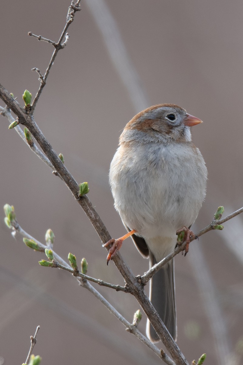 Field Sparrow - ML616768033