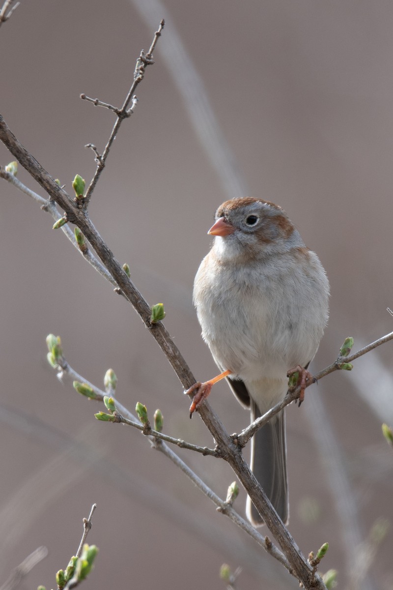 Field Sparrow - ML616768039