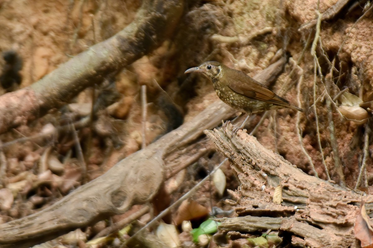 Dark-sided Thrush - Thitiphon Wongkalasin