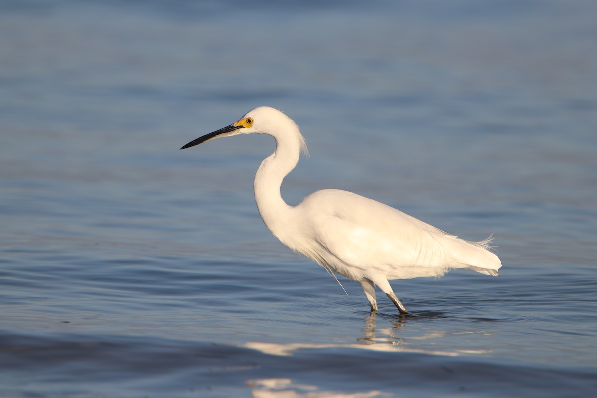 Snowy Egret - ML616768134