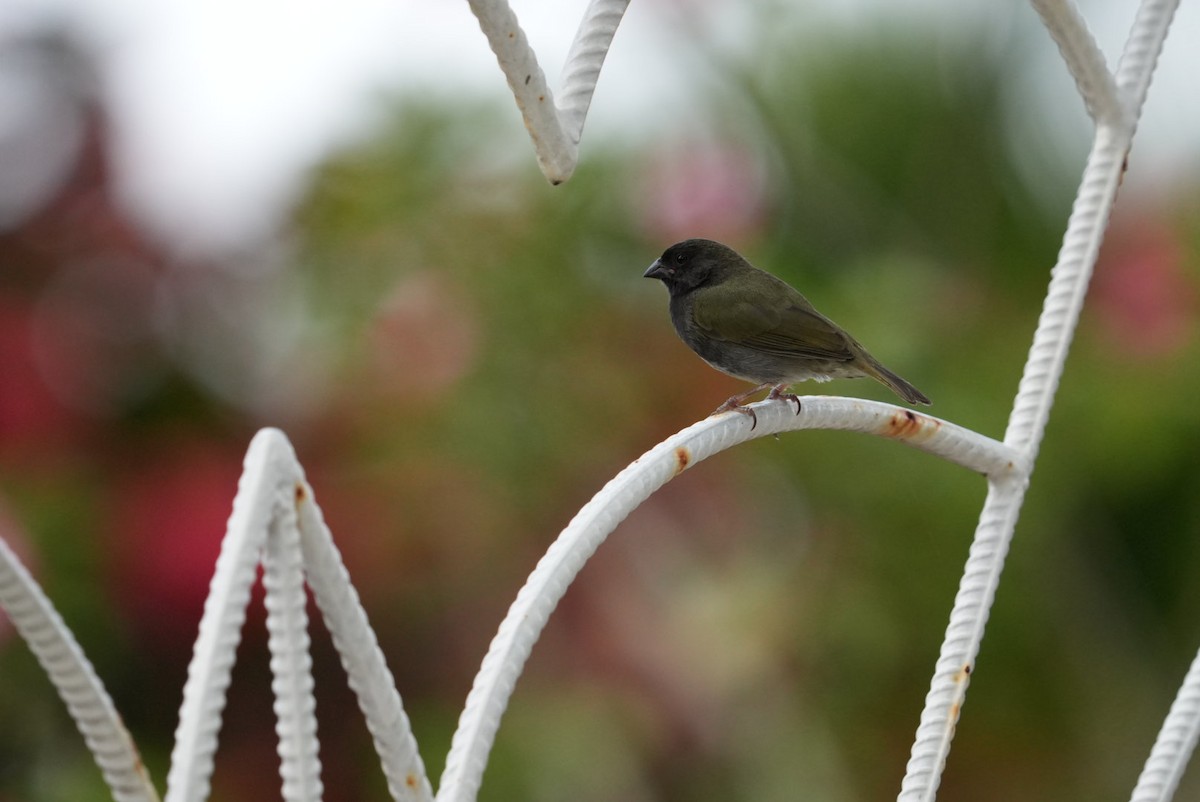 Black-faced Grassquit - ML616768170