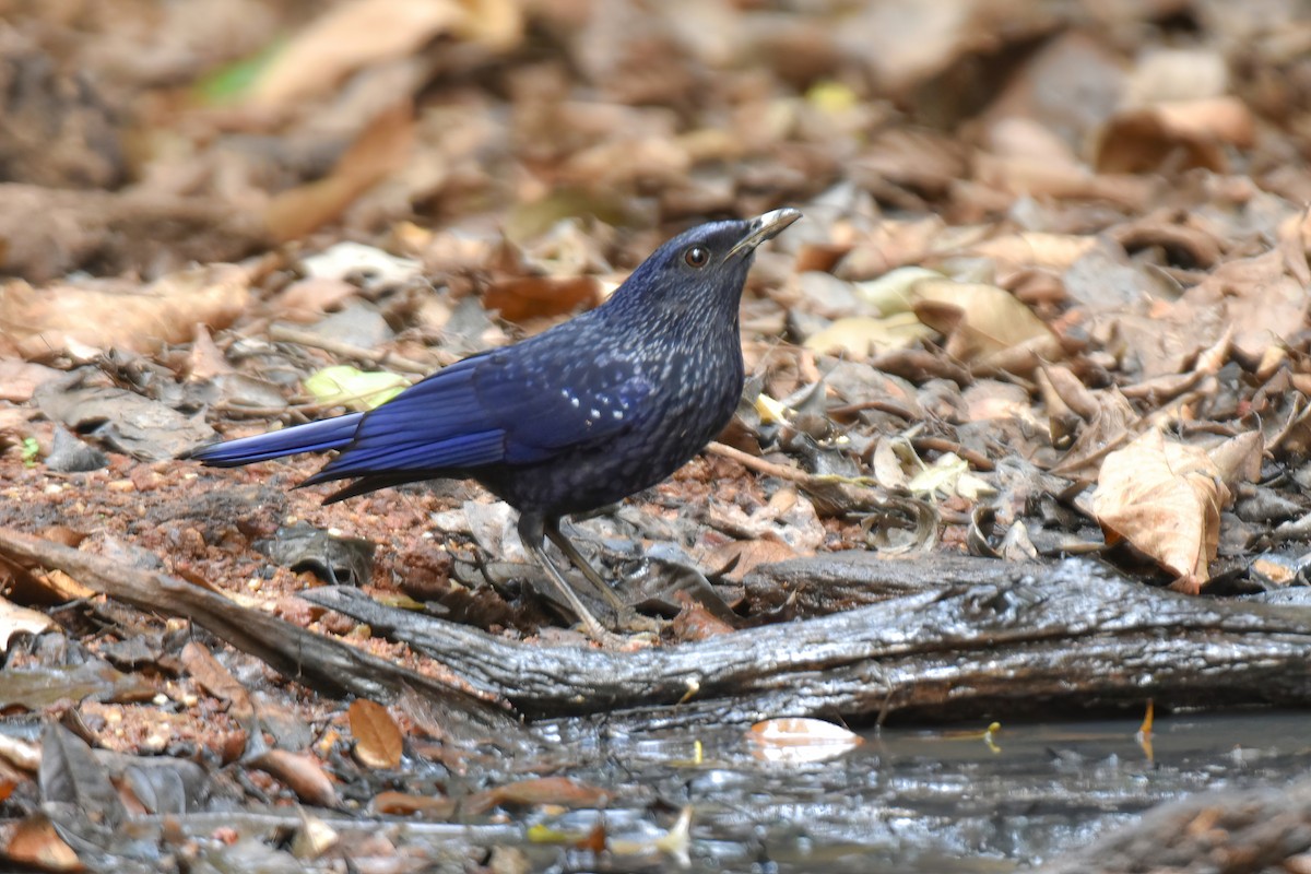 Синяя птица (caeruleus) - ML616768177