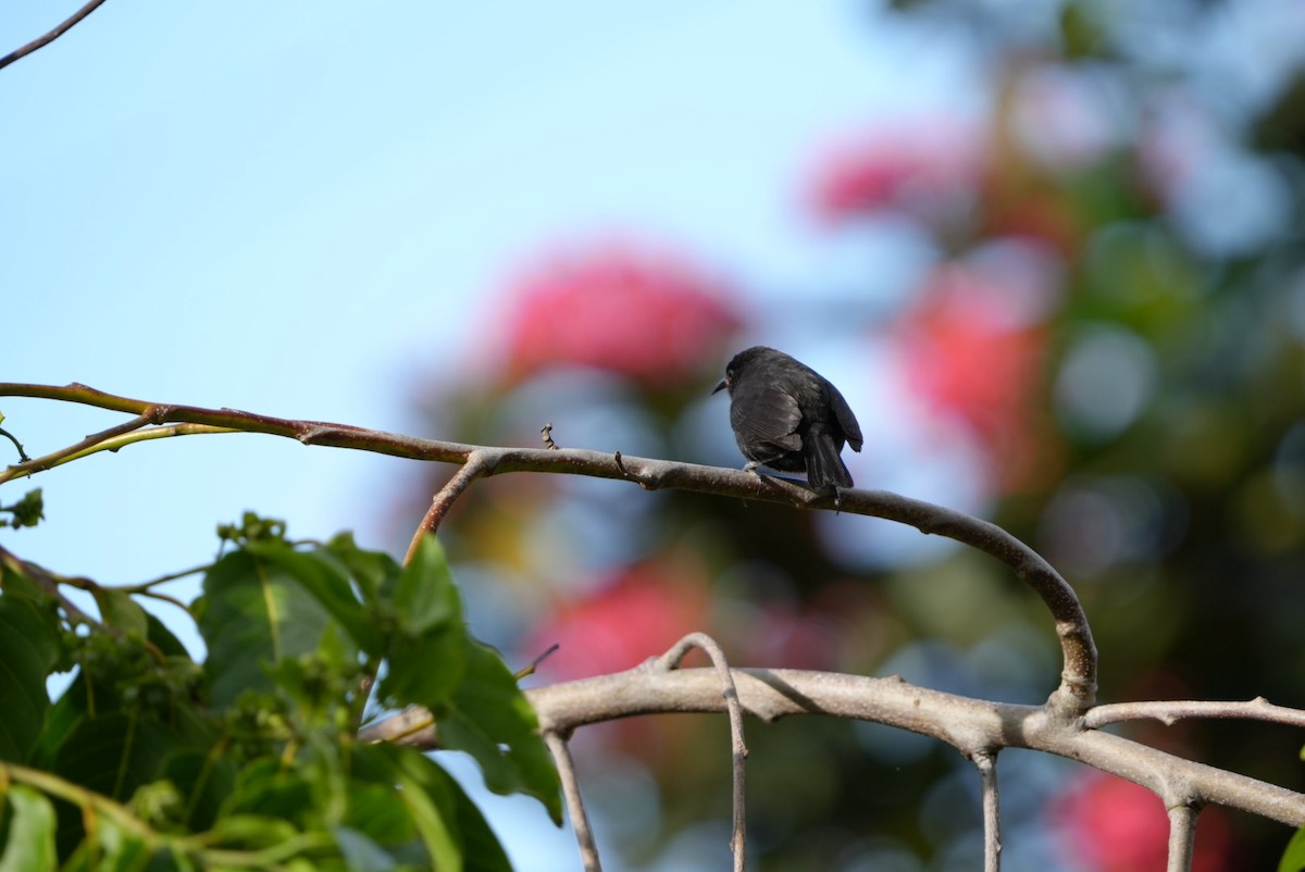 Bananaquit (Grenada) - Emily Mackevicius