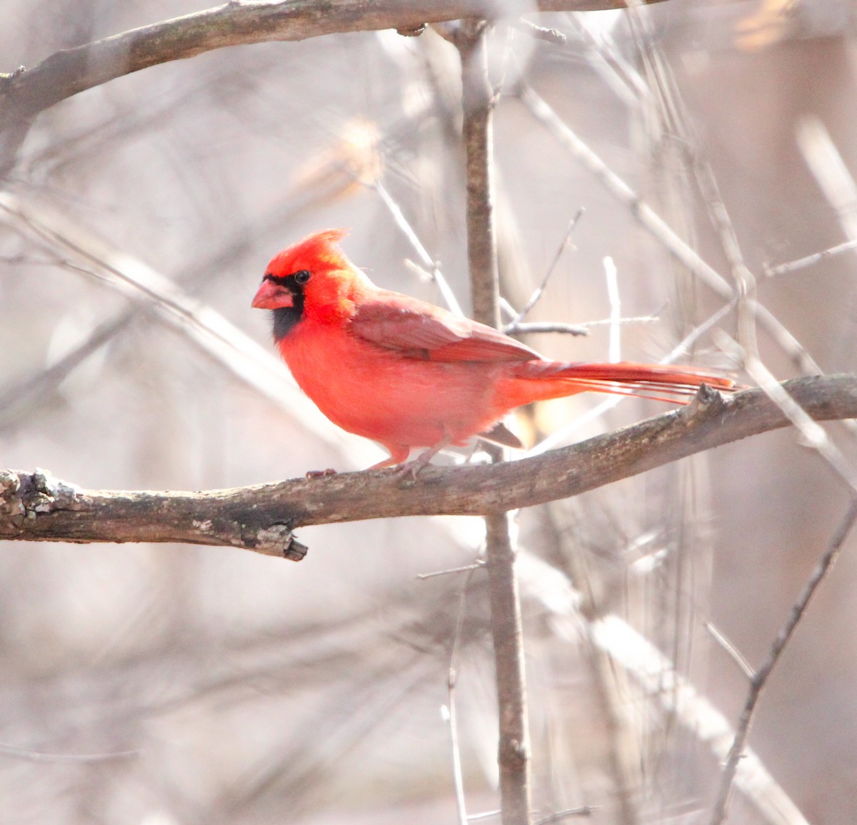 Northern Cardinal - ML616768195