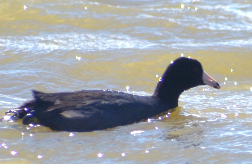 American Coot - ML616768224