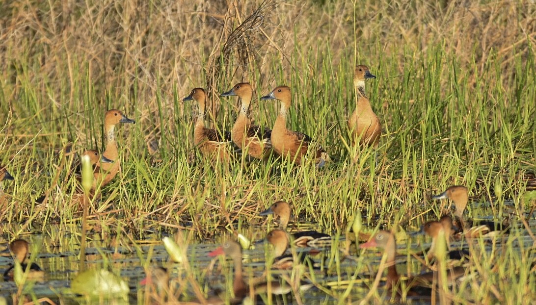 Fulvous Whistling-Duck - ML616768244