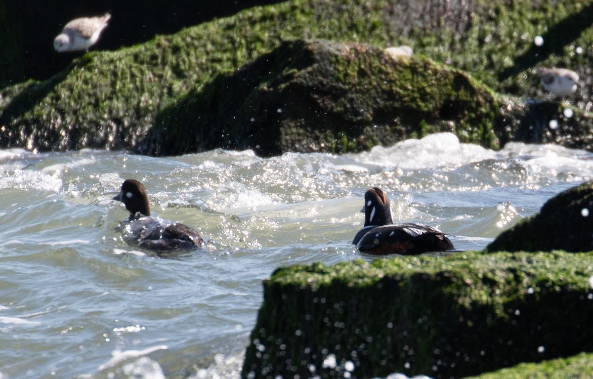 Harlequin Duck - ML616768250