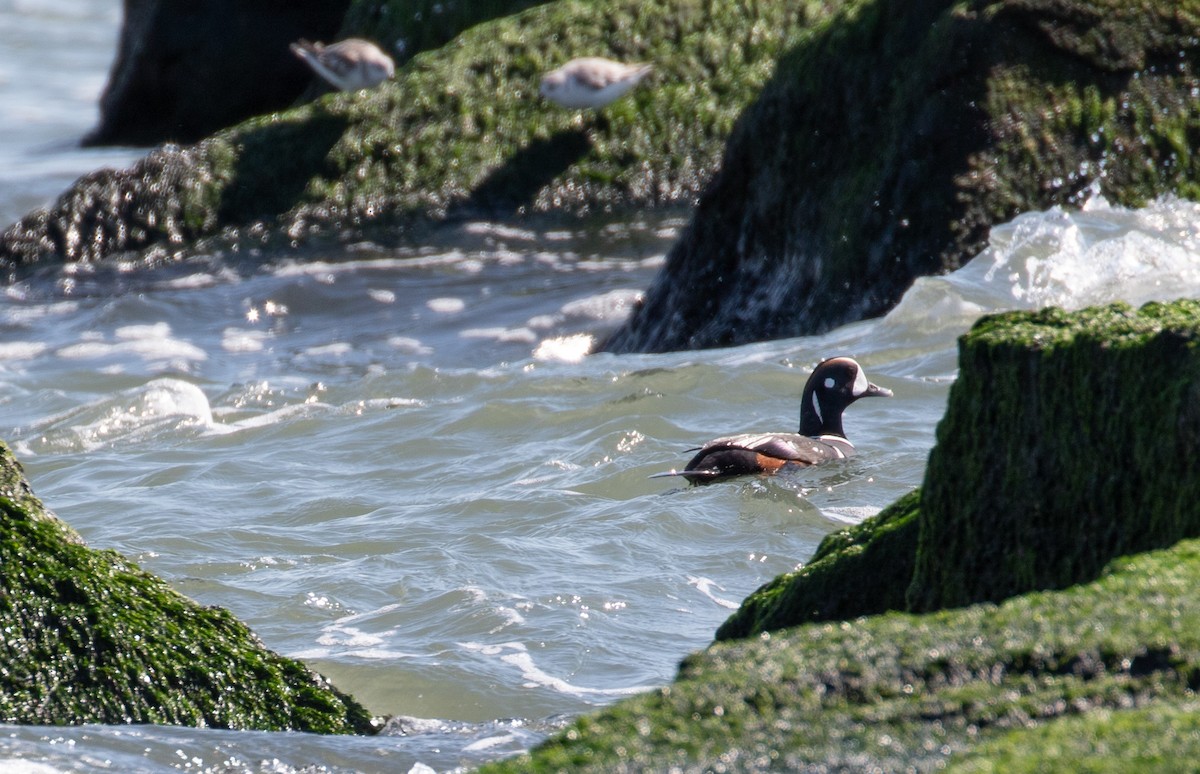 Harlequin Duck - Mary Braun