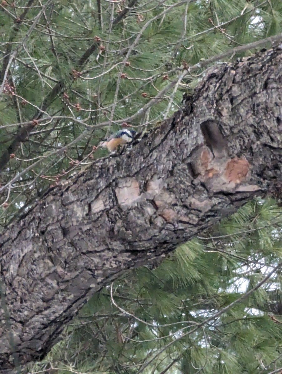 Red-breasted Nuthatch - ML616768267