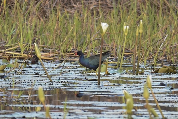 Purple Gallinule - Jane Crawford