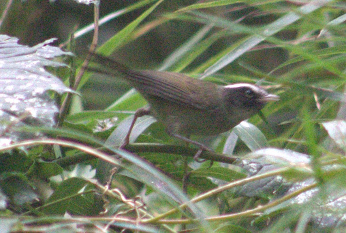 Black-cheeked Warbler - Iyok Madriz Guevara