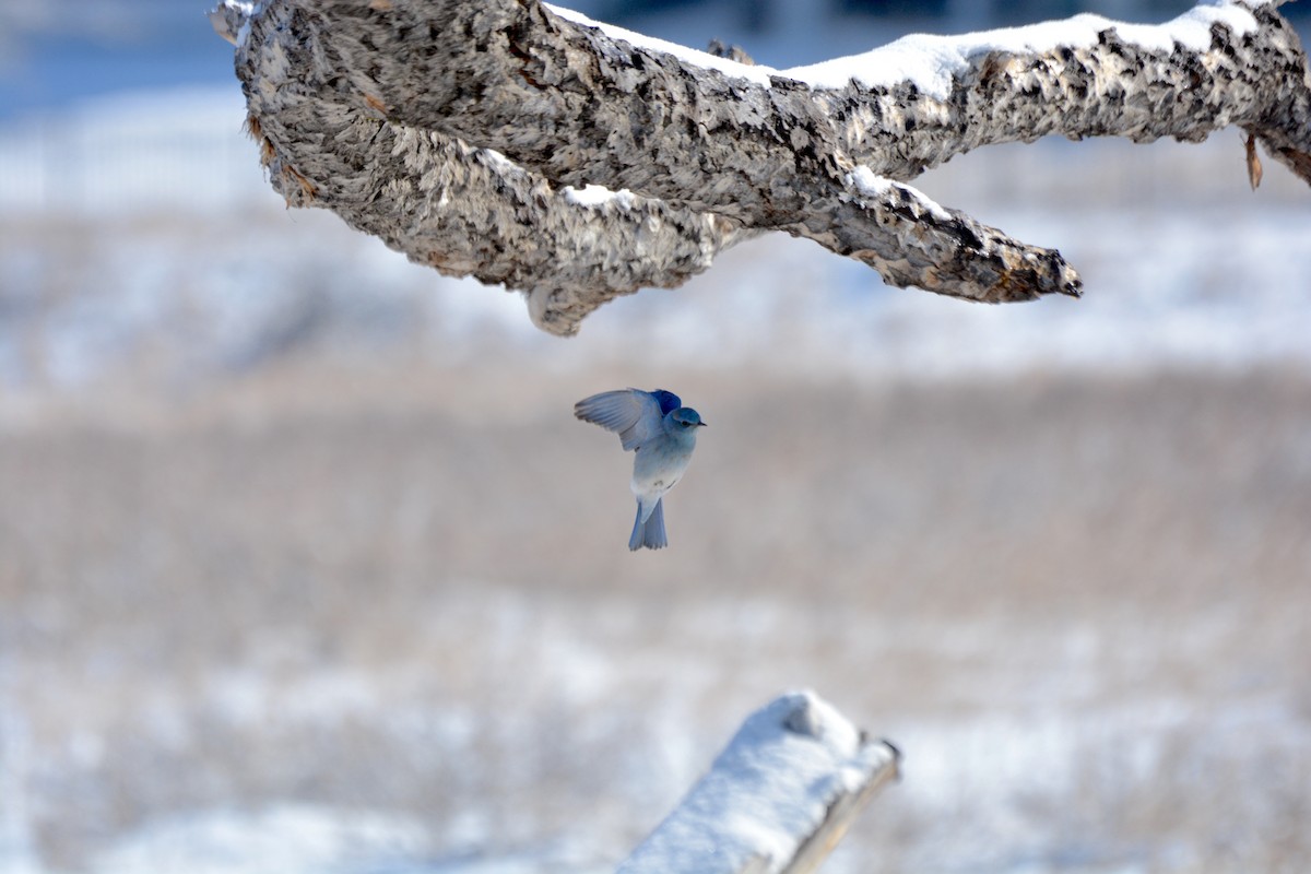 Mountain Bluebird - ML616768323