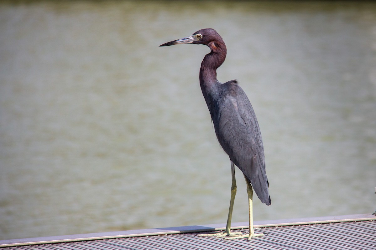 Little Blue Heron - ML616768364