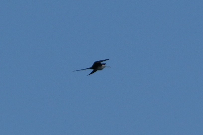 Magnificent Frigatebird - ML616768368