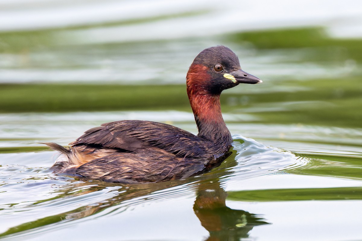 Little Grebe - ML616768387