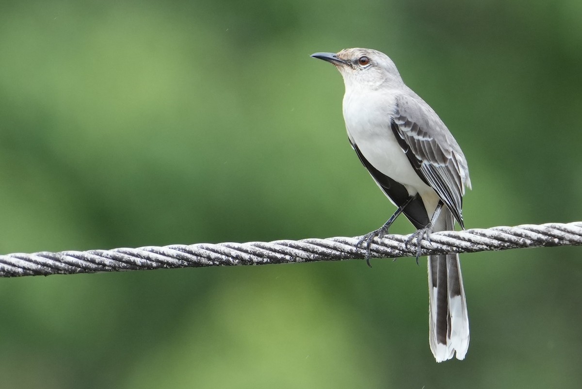 Tropical Mockingbird - Emily Mackevicius