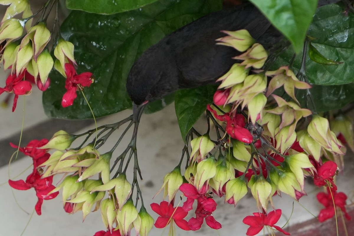 Bananaquit (Grenada) - Emily Mackevicius