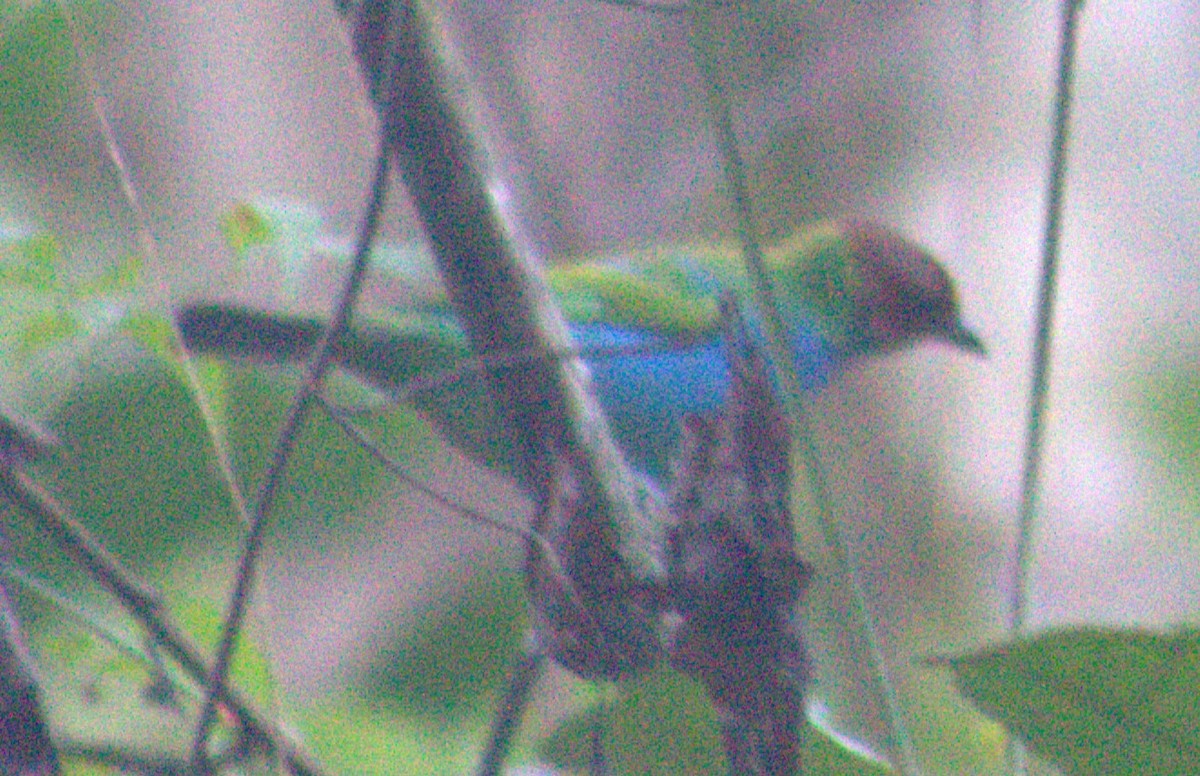 Bay-headed Tanager - ML616768440