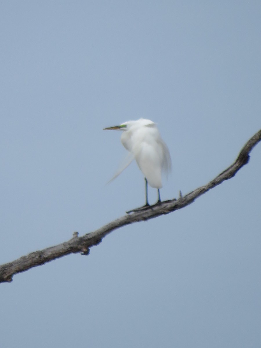 Great Egret - Stacy Robinson