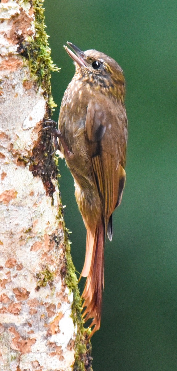 Wedge-billed Woodcreeper (pectoralis Group) - ML616768474