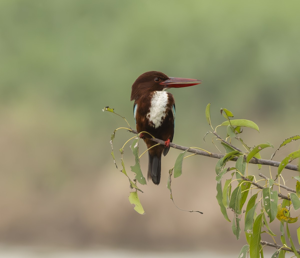 White-throated Kingfisher - ML616768482