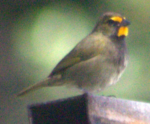 Yellow-faced Grassquit - ML616768483