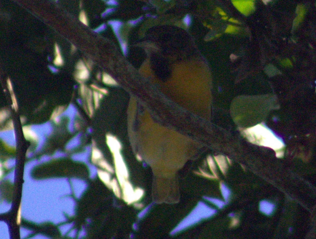 Orchard Oriole - ML616768495