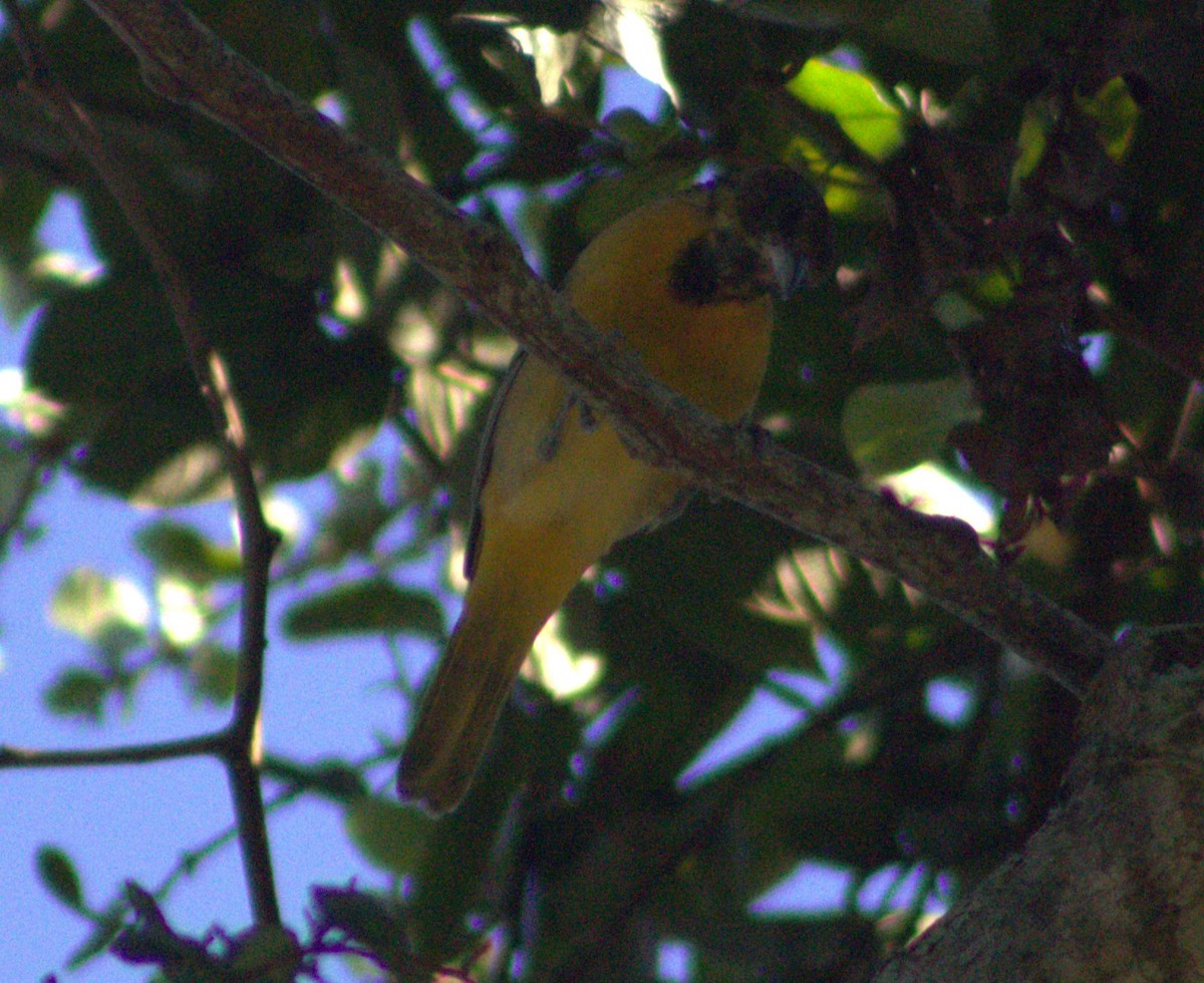 Orchard Oriole - ML616768496