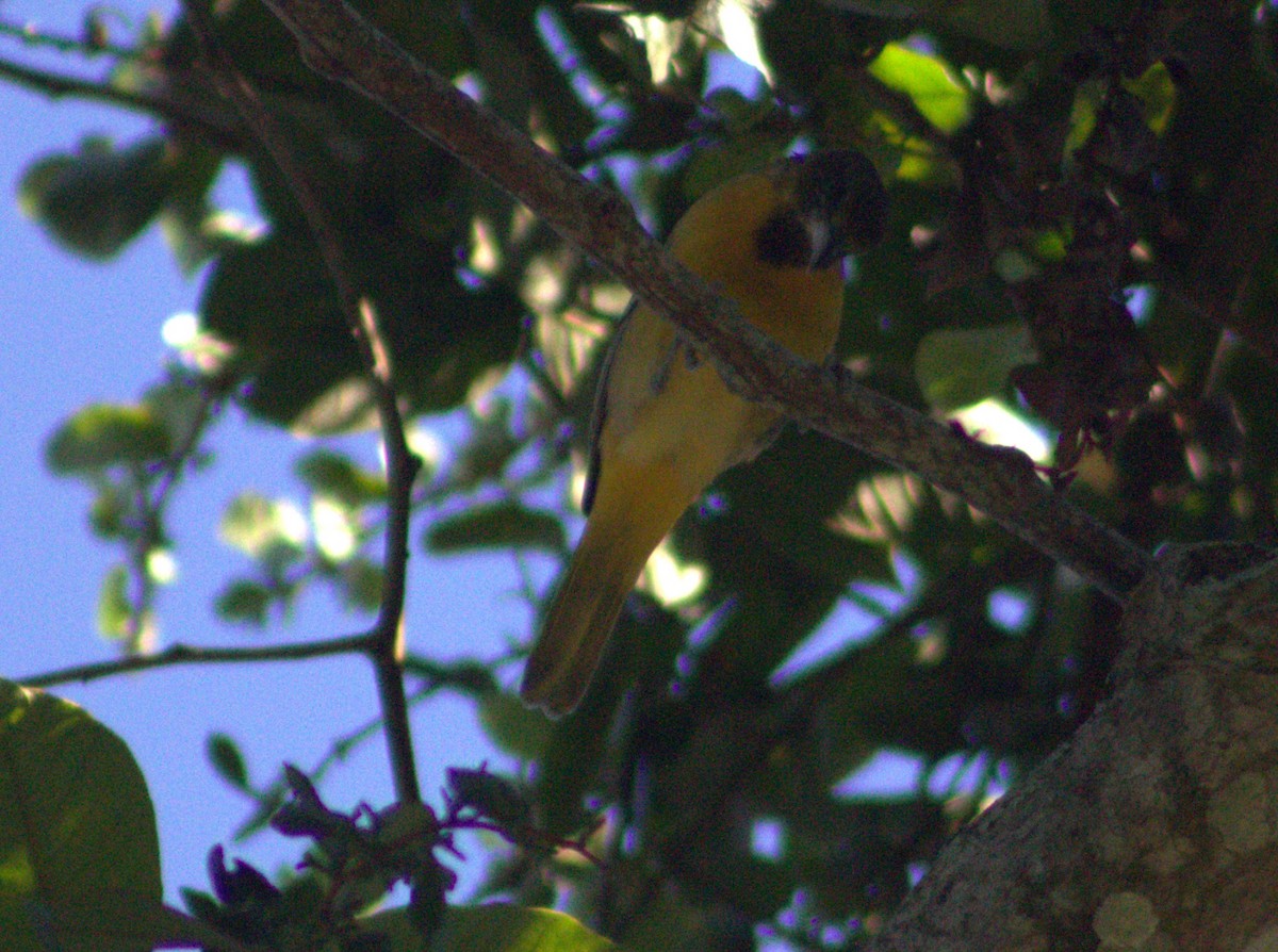 Orchard Oriole - ML616768497