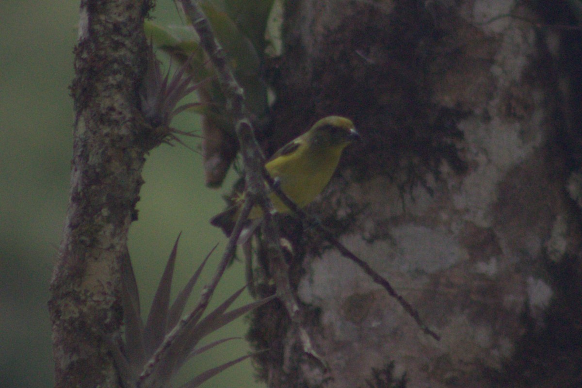 Yellow-crowned Euphonia - ML616768508