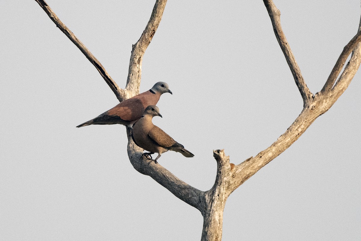 Red Collared-Dove - ML616768519