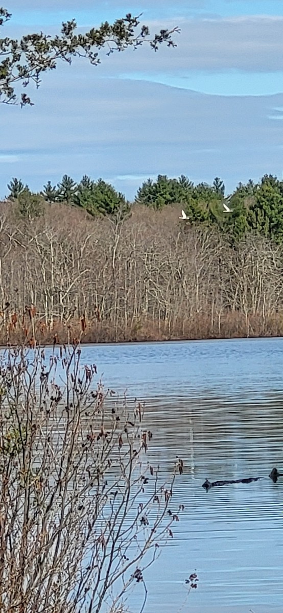 Mute Swan - ML616768520