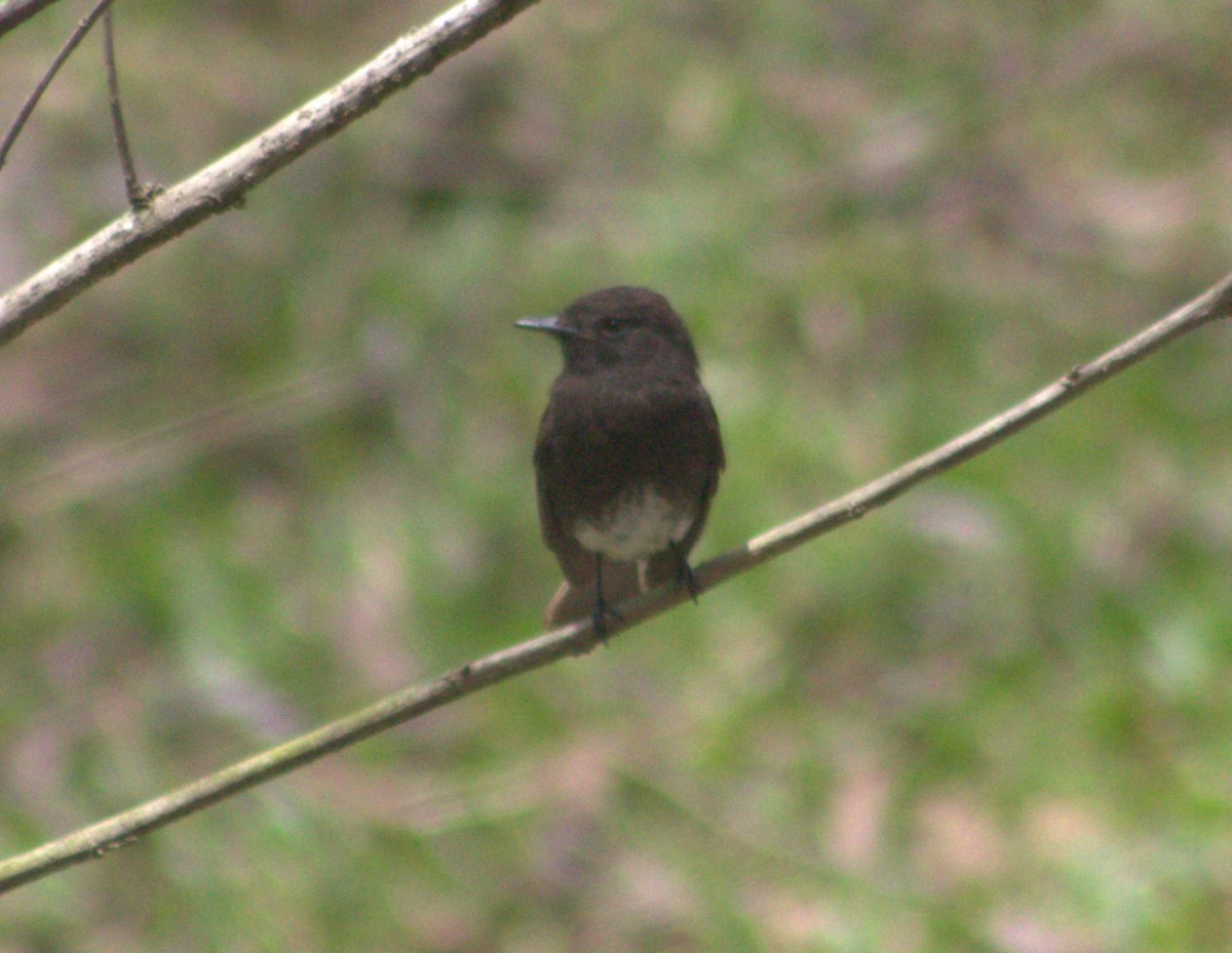 Black Phoebe - ML616768525