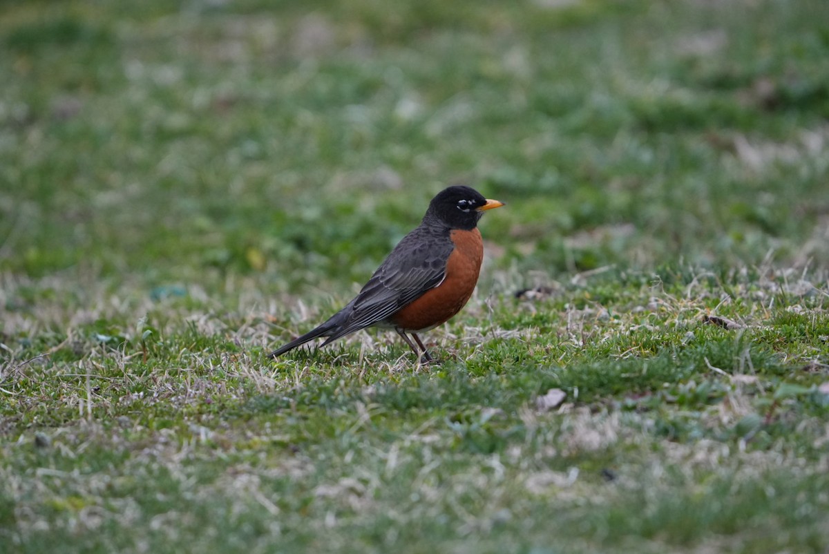 American Robin - ML616768527