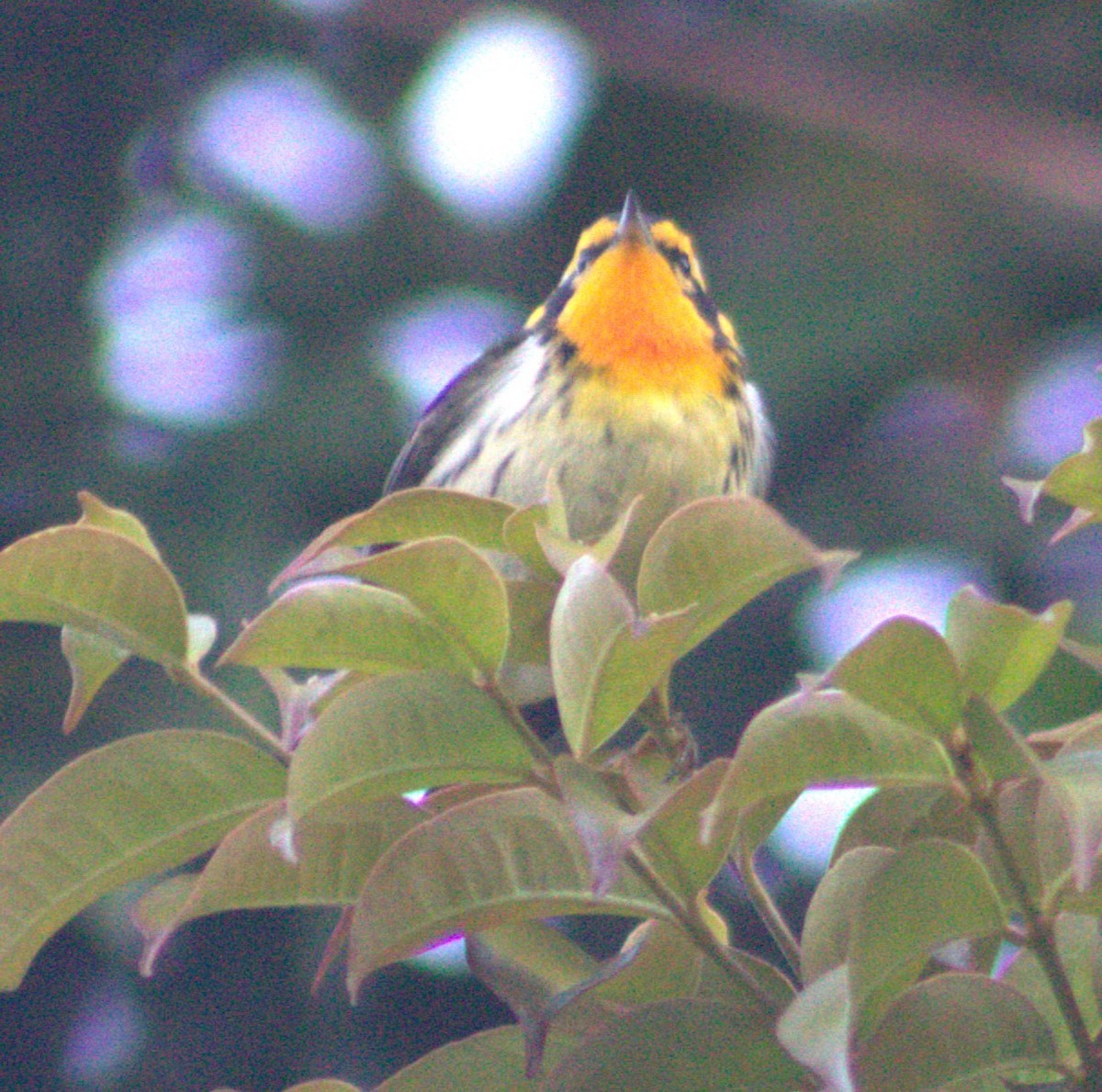 סבכון כתום-גרון - ML616768549