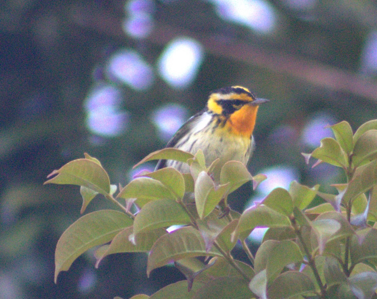 סבכון כתום-גרון - ML616768550