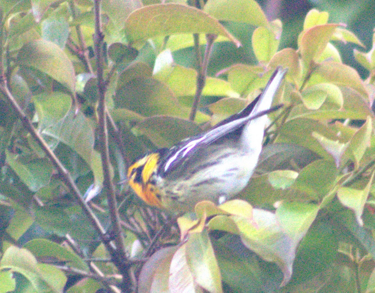 סבכון כתום-גרון - ML616768551