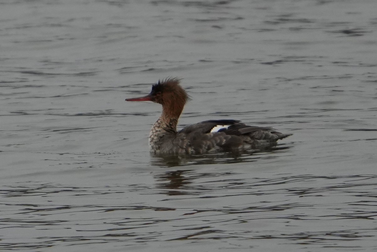 Red-breasted Merganser - ML616768552