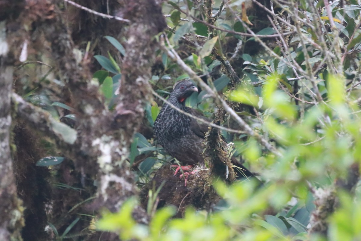 Andean Guan - Richard Ribera Salinas