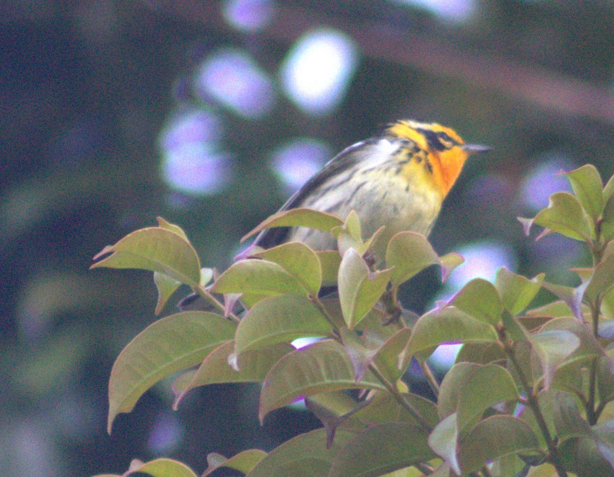 סבכון כתום-גרון - ML616768556