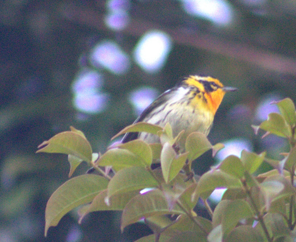 סבכון כתום-גרון - ML616768557