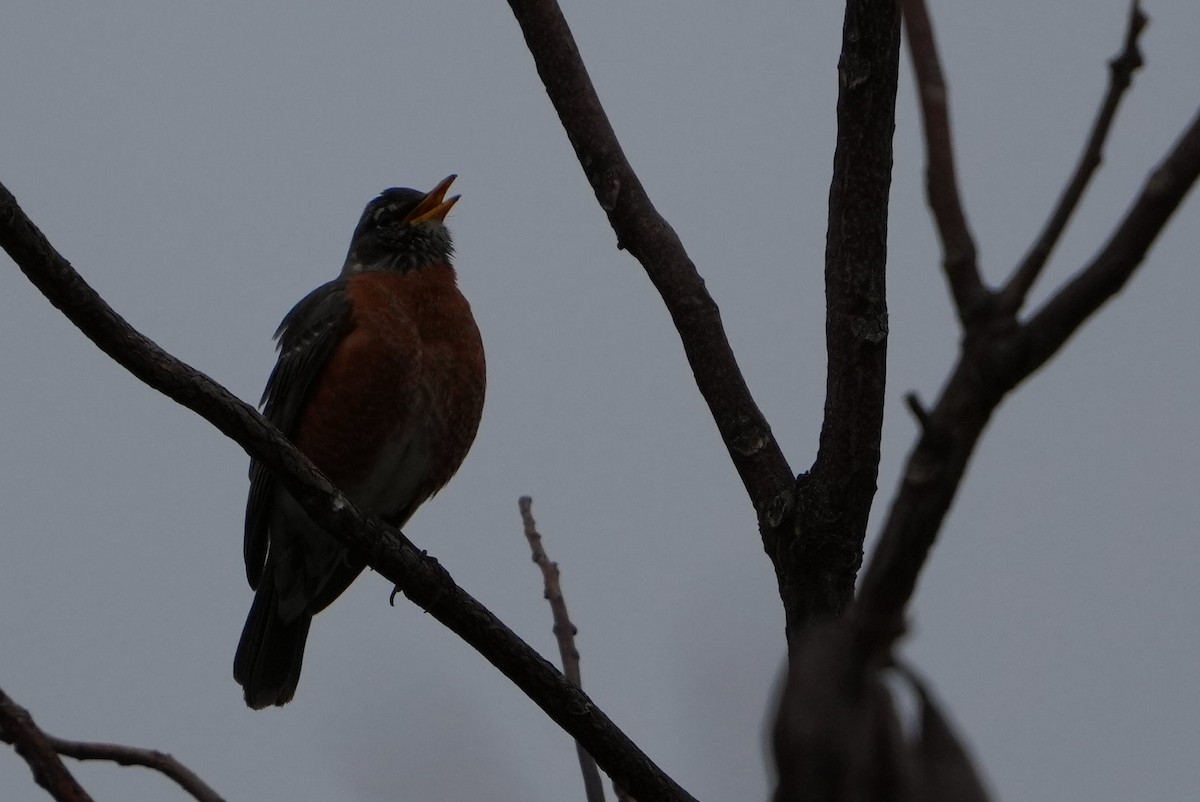 American Robin - Emily Mackevicius