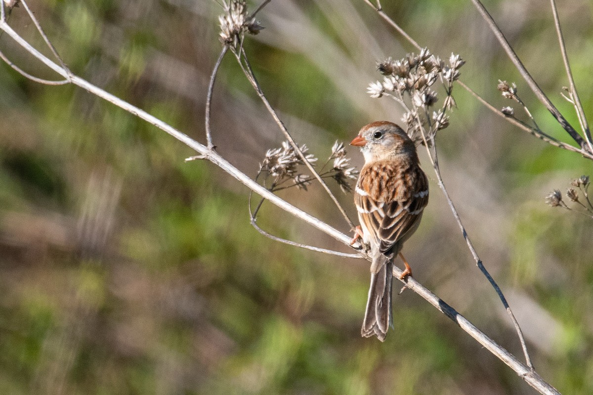 Field Sparrow - ML616768572