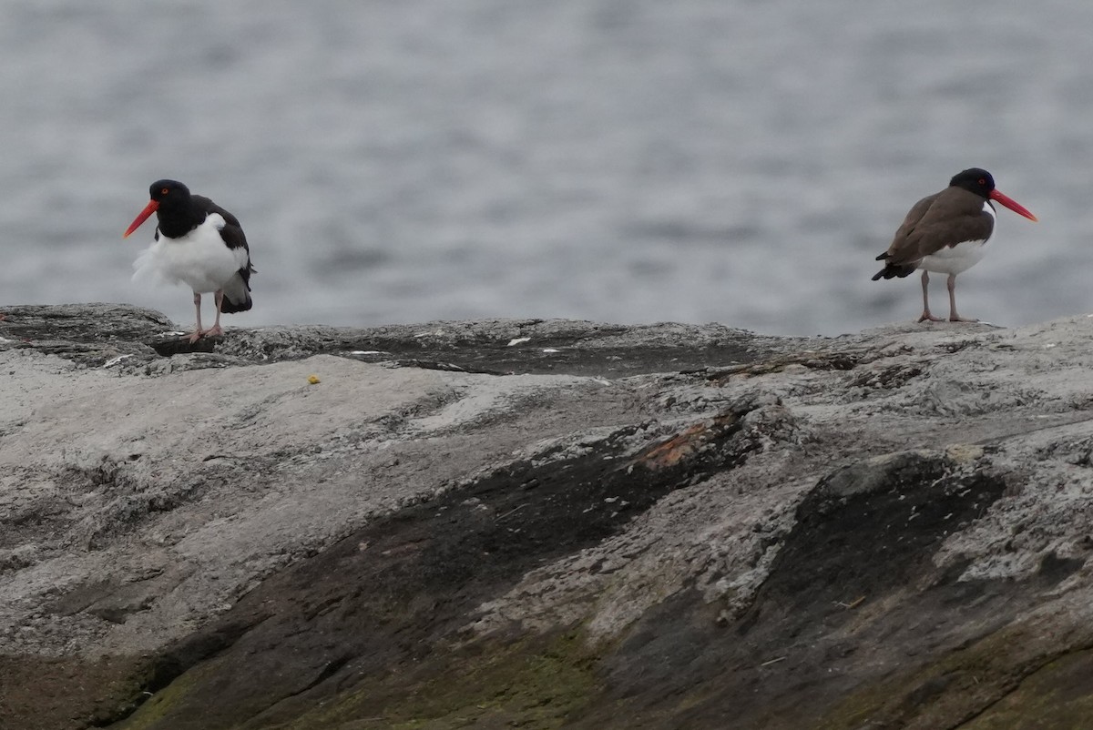 American Oystercatcher - ML616768577