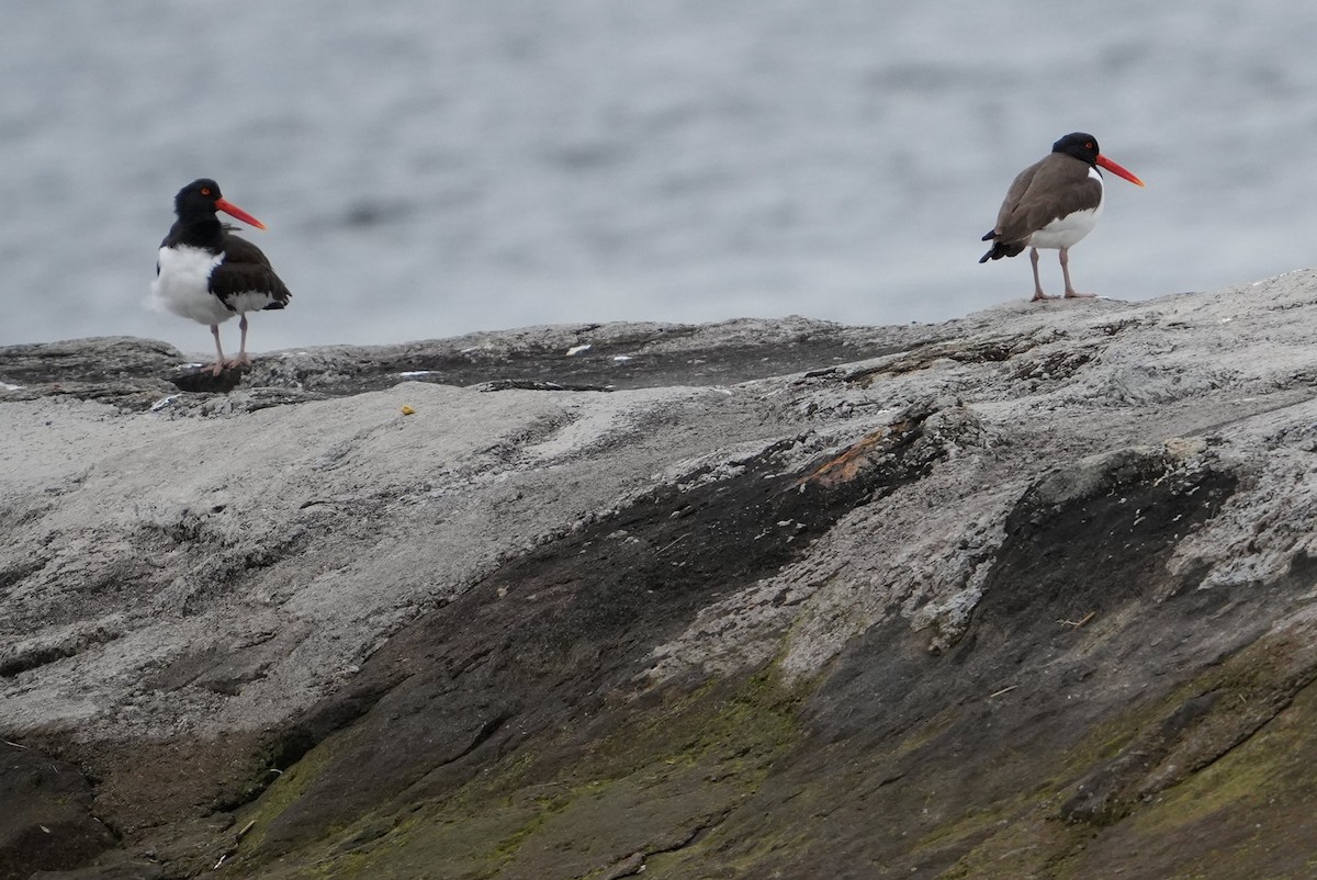 American Oystercatcher - Emily Mackevicius