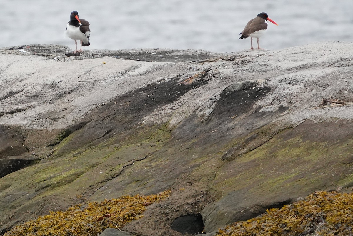 American Oystercatcher - Emily Mackevicius